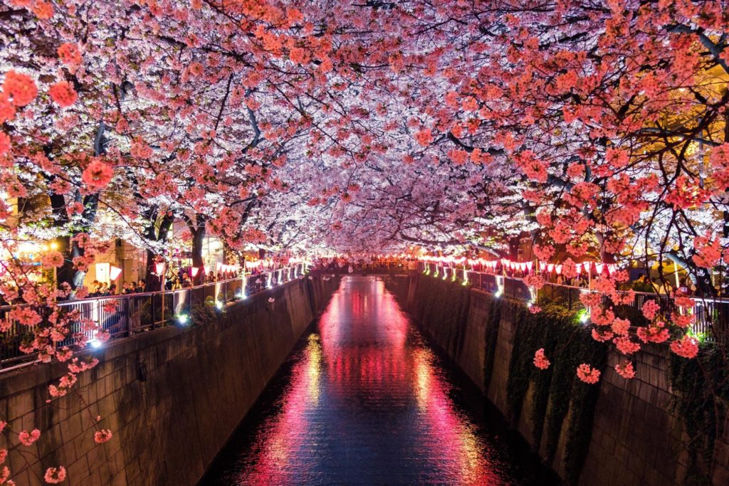 meguro river cherry blossom