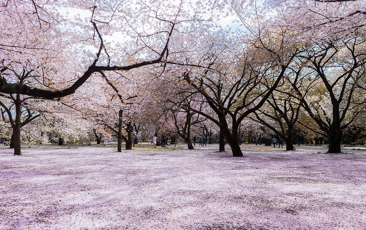shinjuku gyoen park cherry blossom