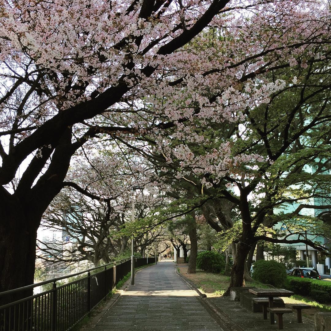 sotobori park cherry blossom