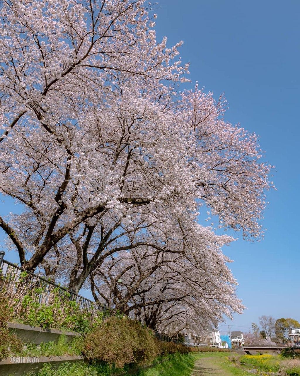 nogawa park cherry blossom