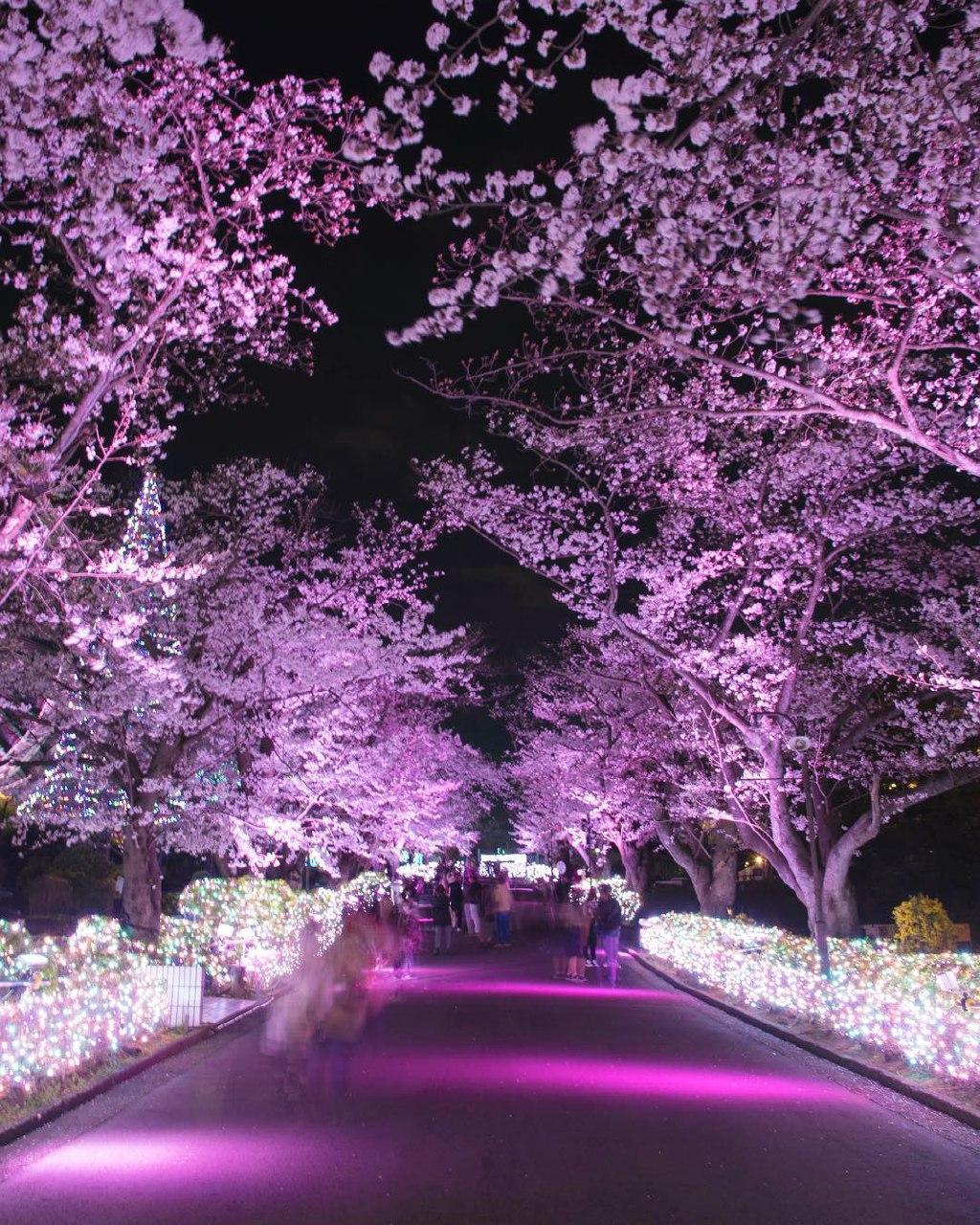 yomiuri land cherry blossoms at night