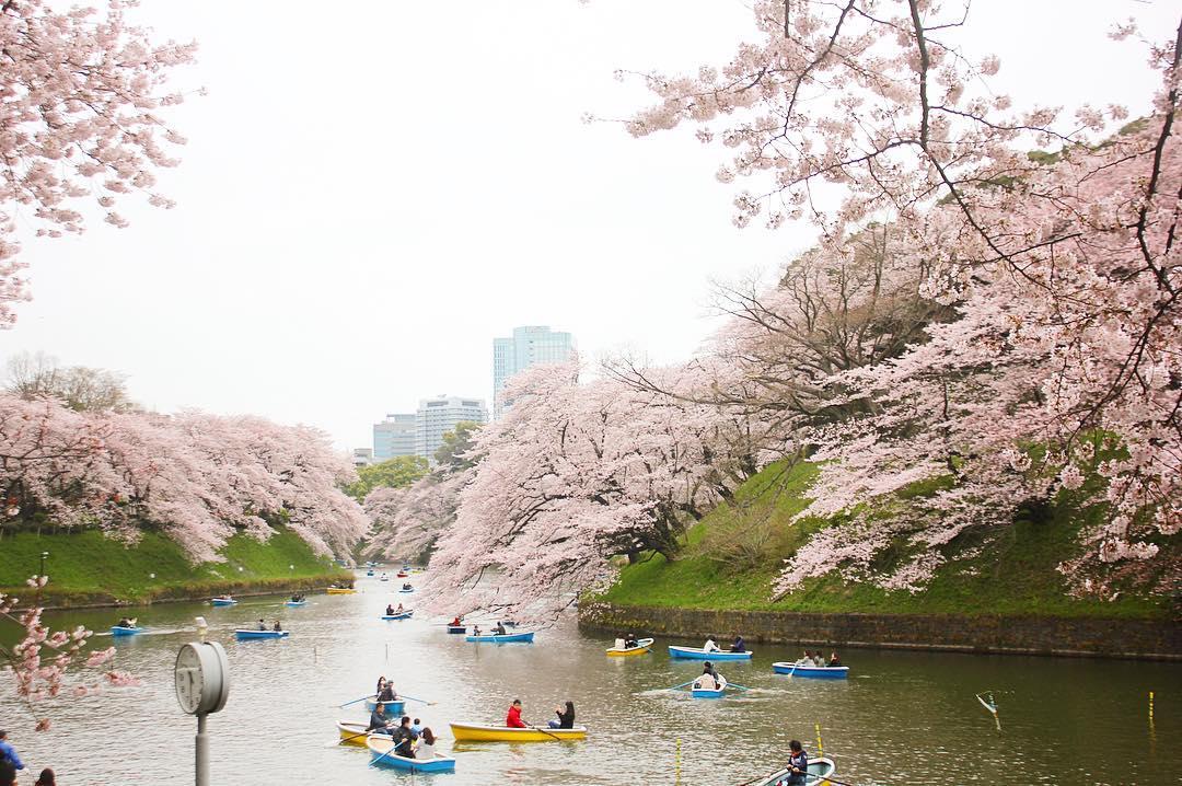 chidorigafuchi cherry blossom spot