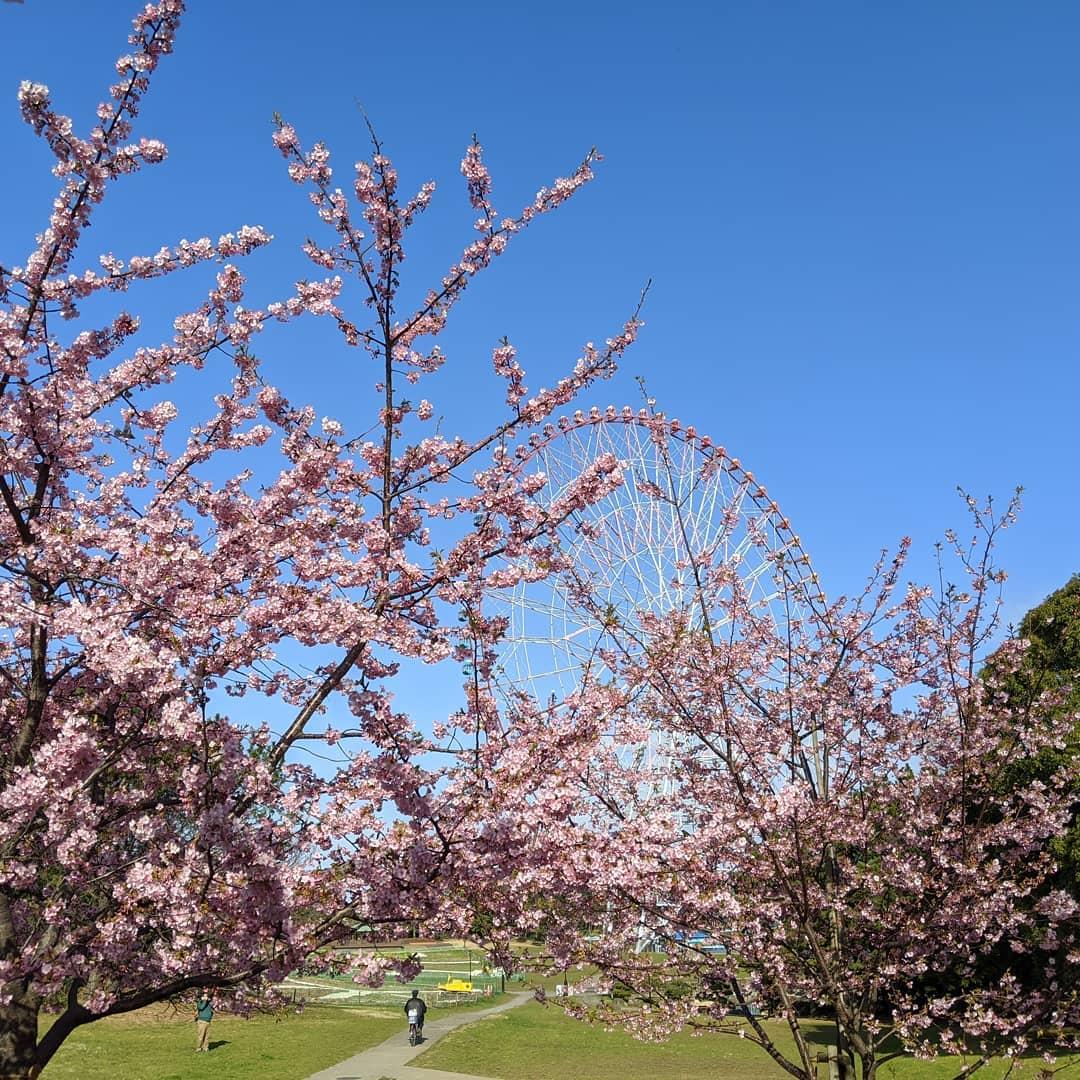 kasai rinkai park cherry blossom spot