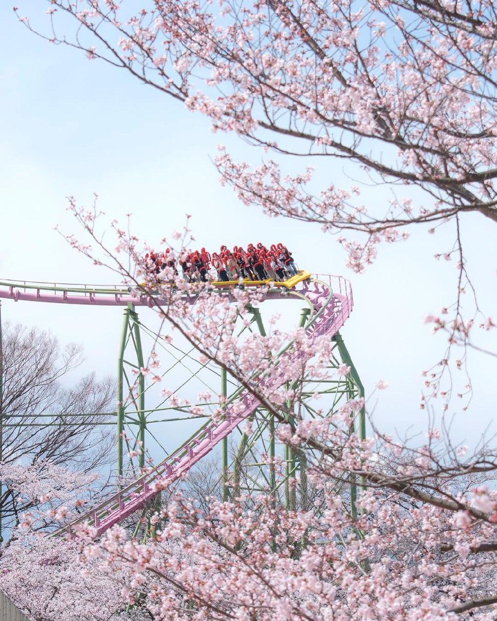 yomiuri land cherry blossom