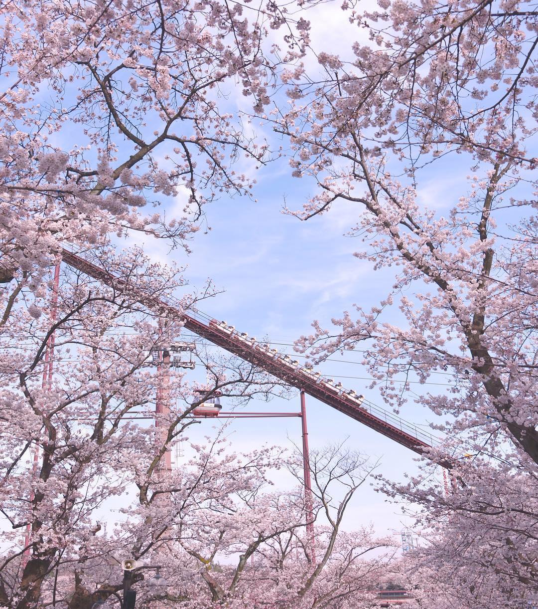 yomiuri land cherry blossom