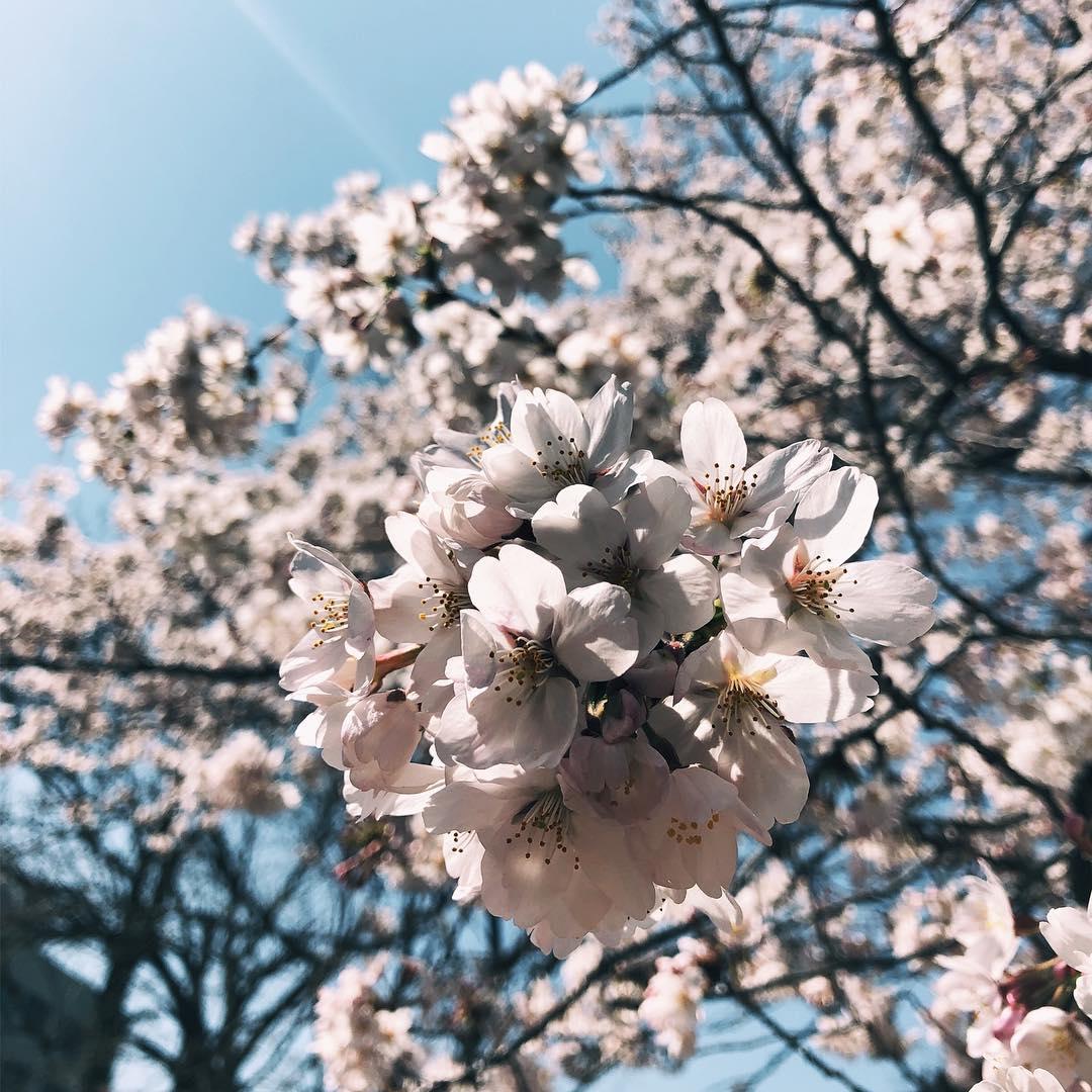 komaba campus cherry blossom