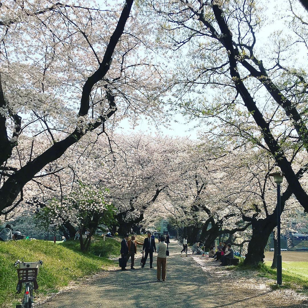 komaba campus cherry blossom