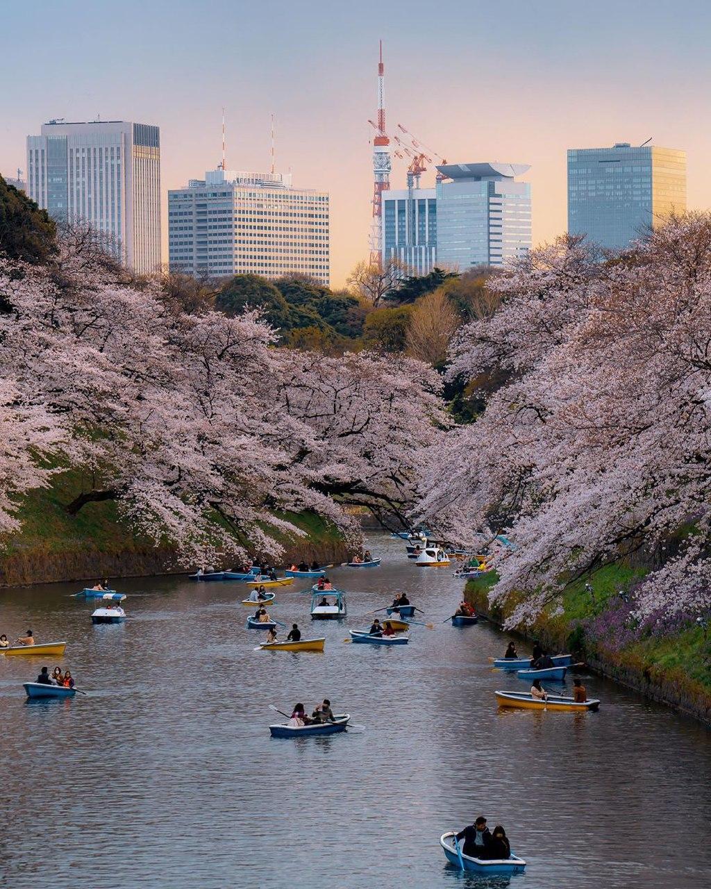 chidorigafuchi cherry blossoms