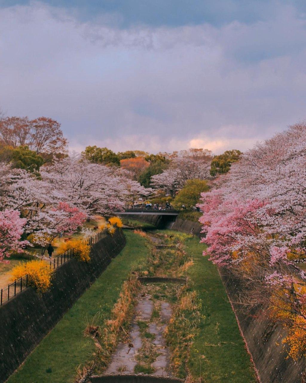 showa kinen park cherry blossoms