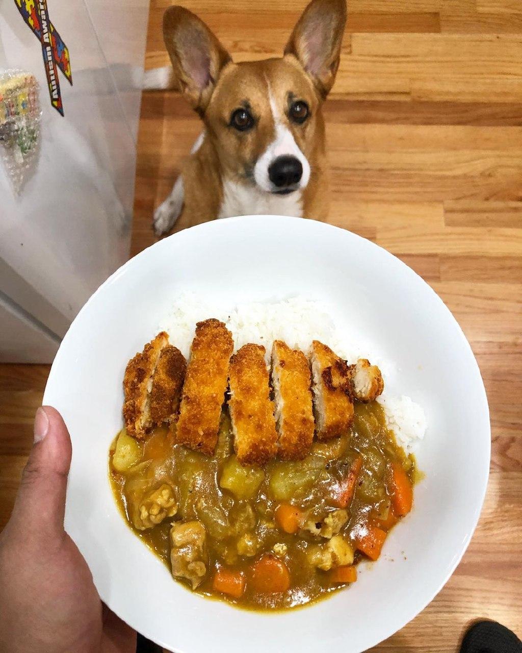 katsu curry rice