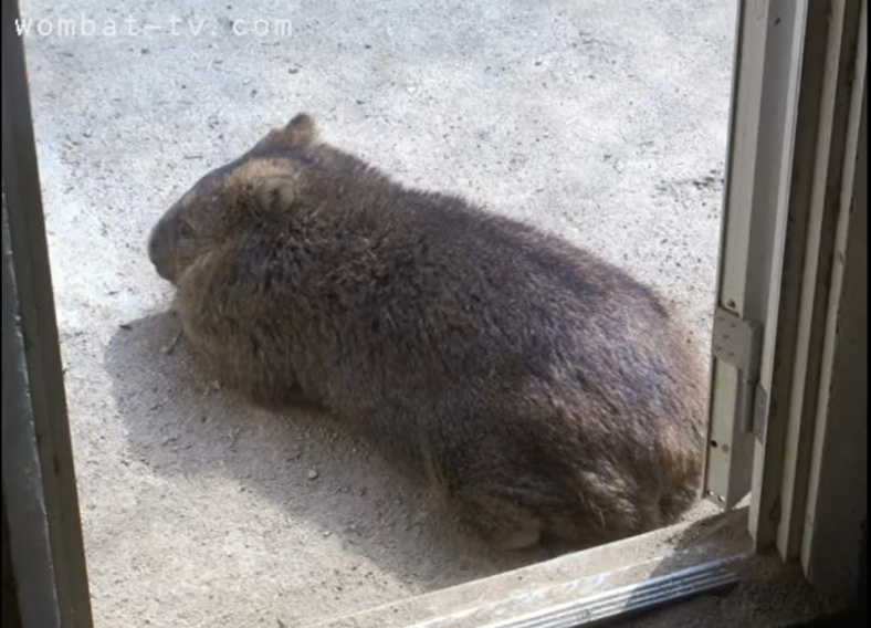 wombat livestream