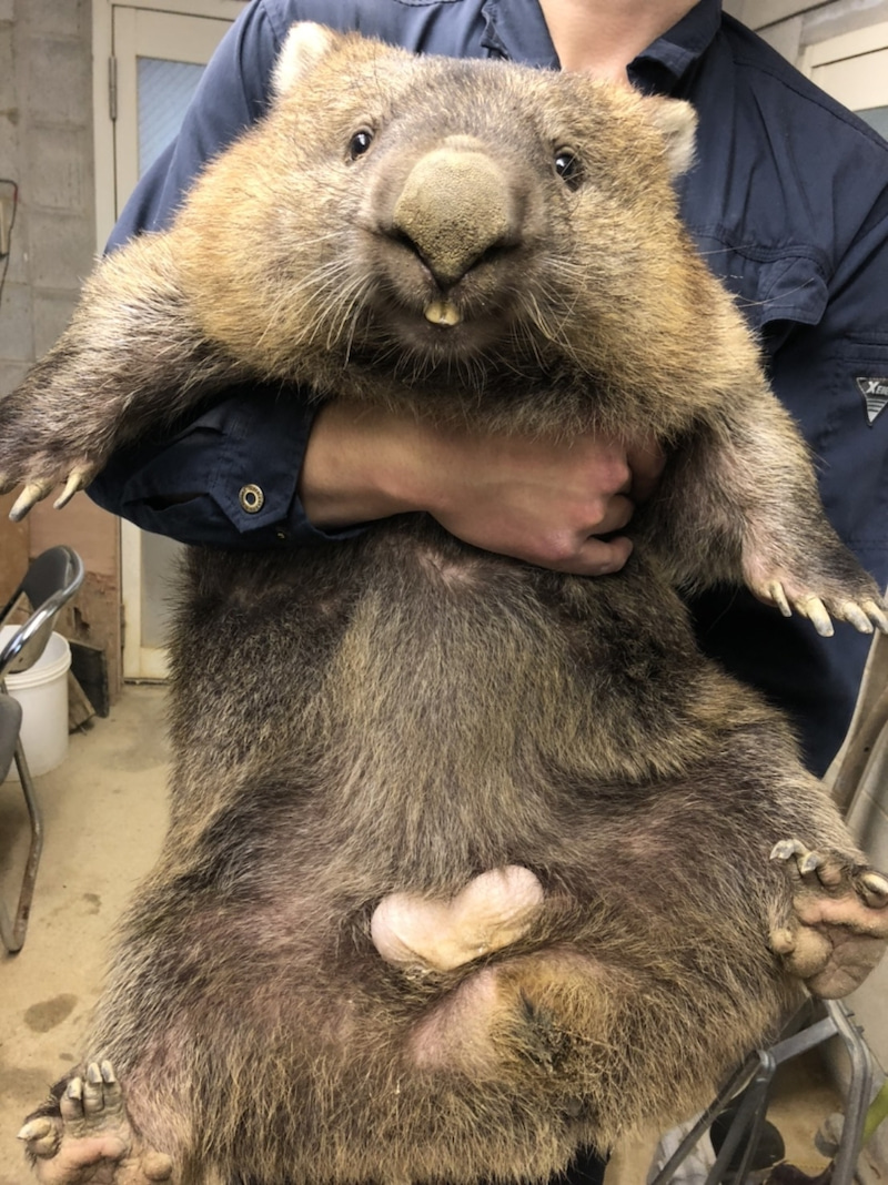 Satsukiyama zoo wombat