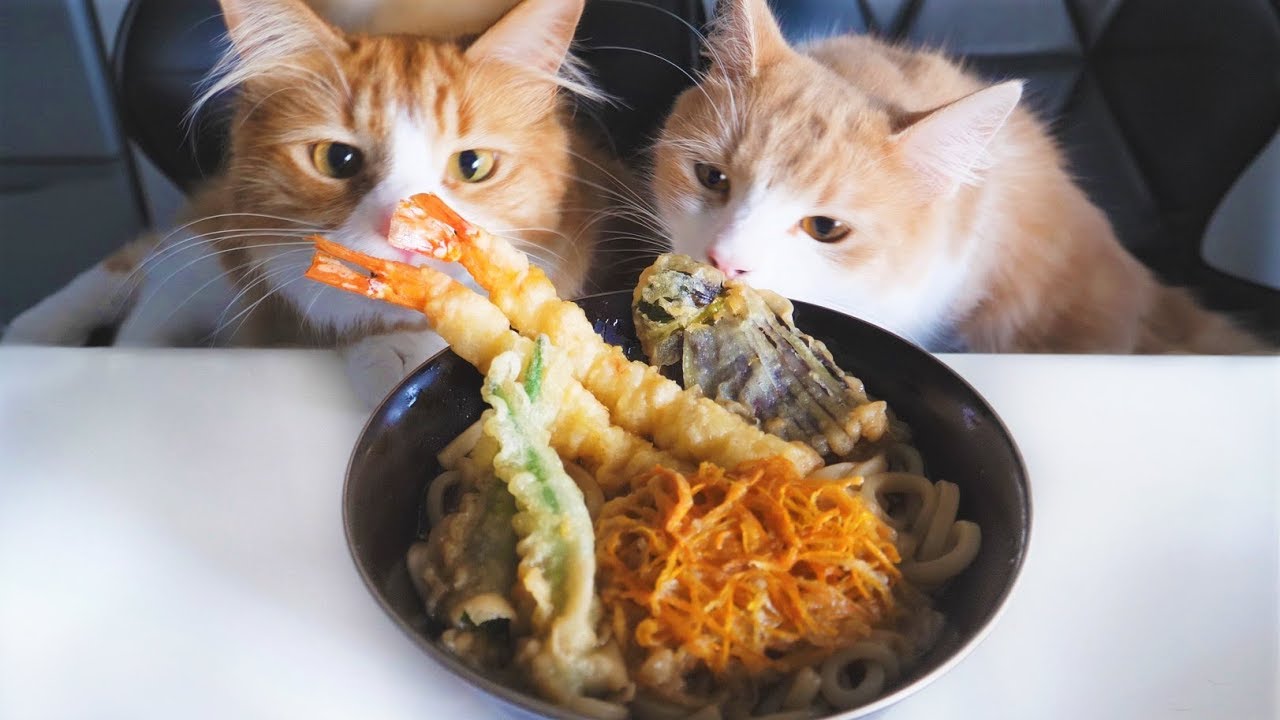 Japanese Cooking Channels junskitchen cats