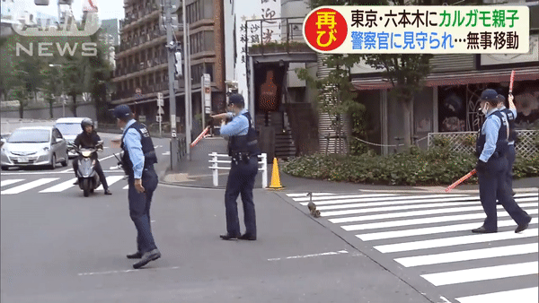 Japanese Policemen Escort Ducks Across Road - policemen stopping traffic for ducks 