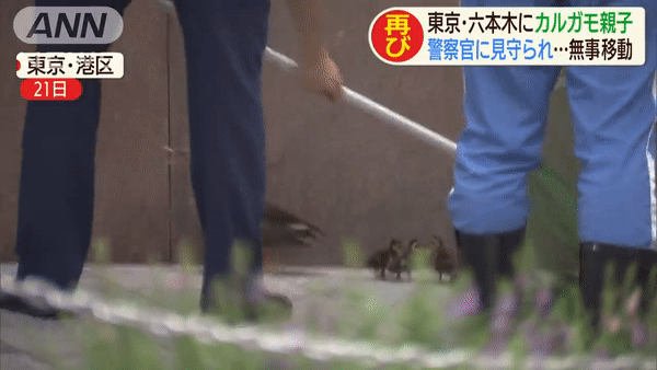 Japanese Policemen Escort Ducks Across Road - policemen trying to catch ducklings