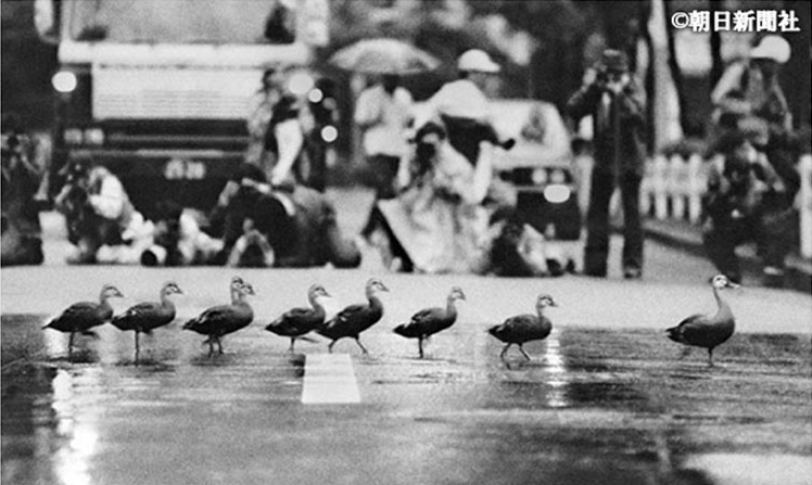 Japanese Policemen Escort Ducks Across Road - famous duck crossing in Otemachi area, 1987