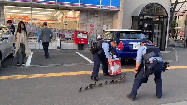 Japanese Policemen Escort Ducks Across Road - policemen guiding ducks outside of Lawson