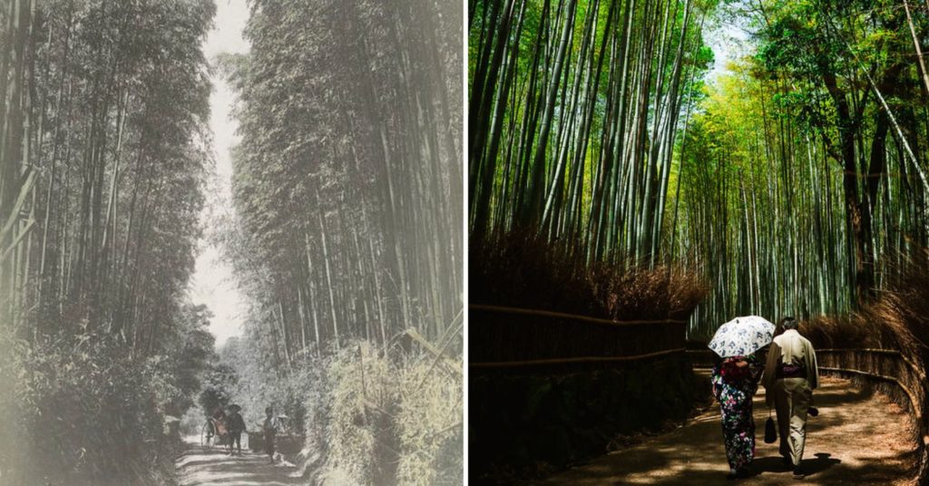 Japan Then And Now - arashiyama bamboo forest then and now