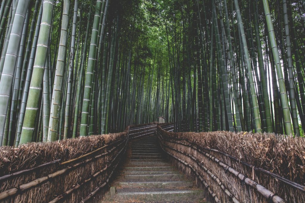 Japan Then And Now - arashiyama bamboo forest today