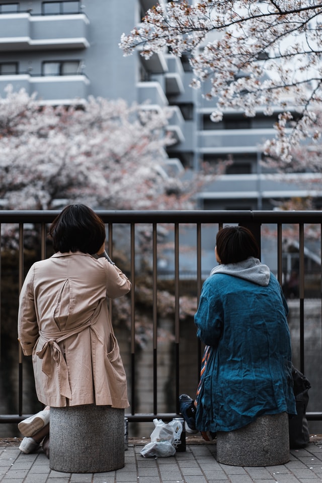 Useful Japanese tips - two Japanese talking and admiring cherry blossoms