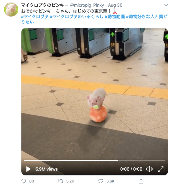 Pig balancing on ball in Japan - micropig_pinky tweet