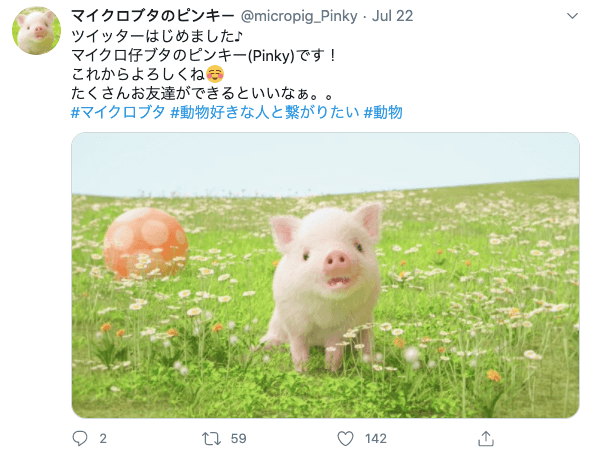 Pig balancing on ball in Japan - micropig_pinky's first tweet