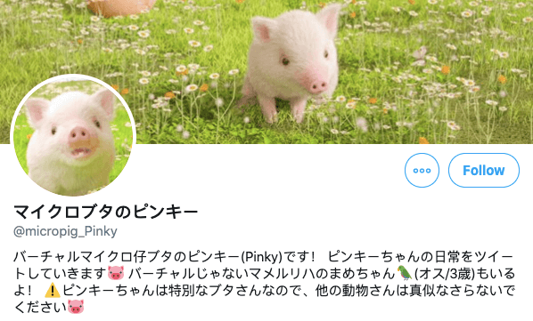 Pig balancing on ball in Japan - updated bio