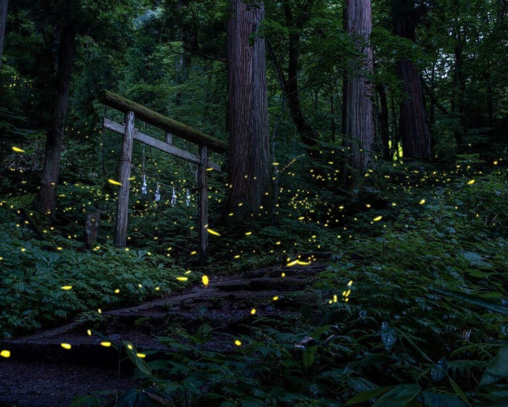 Things to do in Japan in summer - fireflies in japan