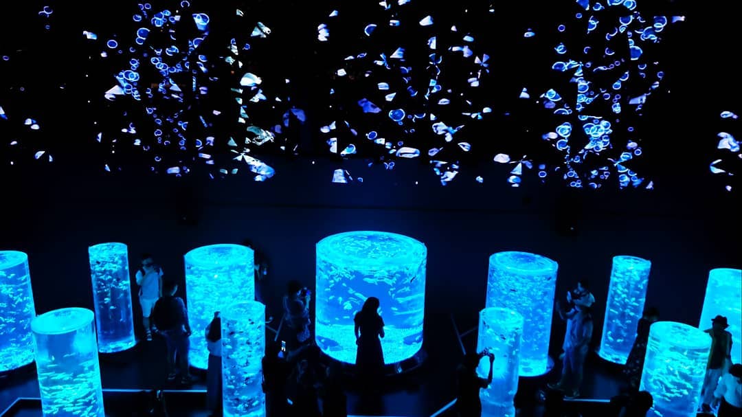 art aquarium - multicoloured displays