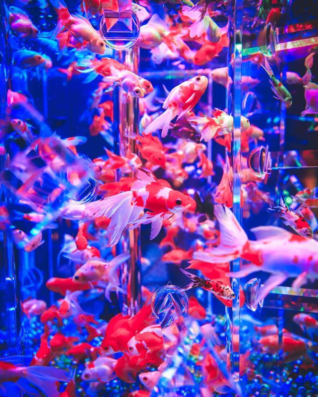 art aquarium - goldfish