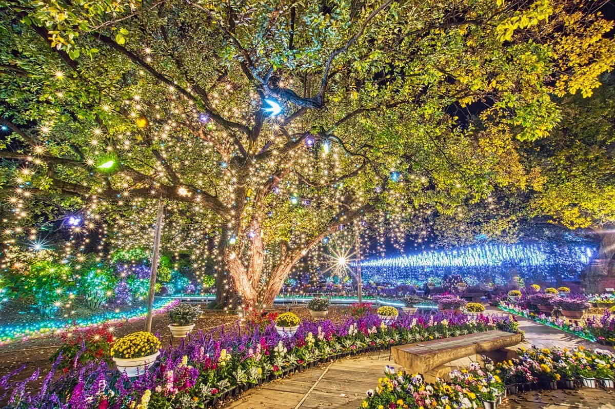Ashikaga Flower Park Illumination 2020 2 - flower park