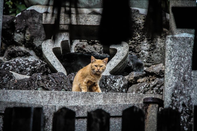 Japanese slang - angry cat