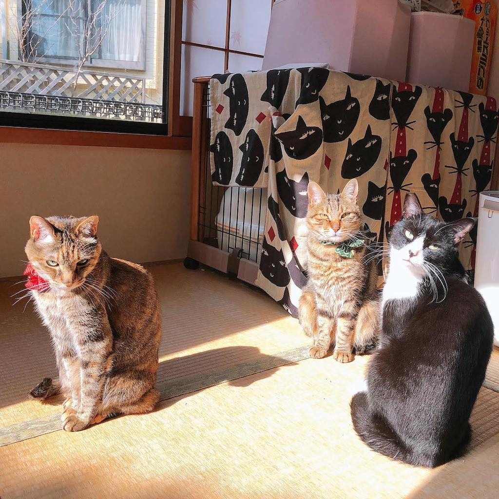 Pet Instagram accounts - @kabosumama cats