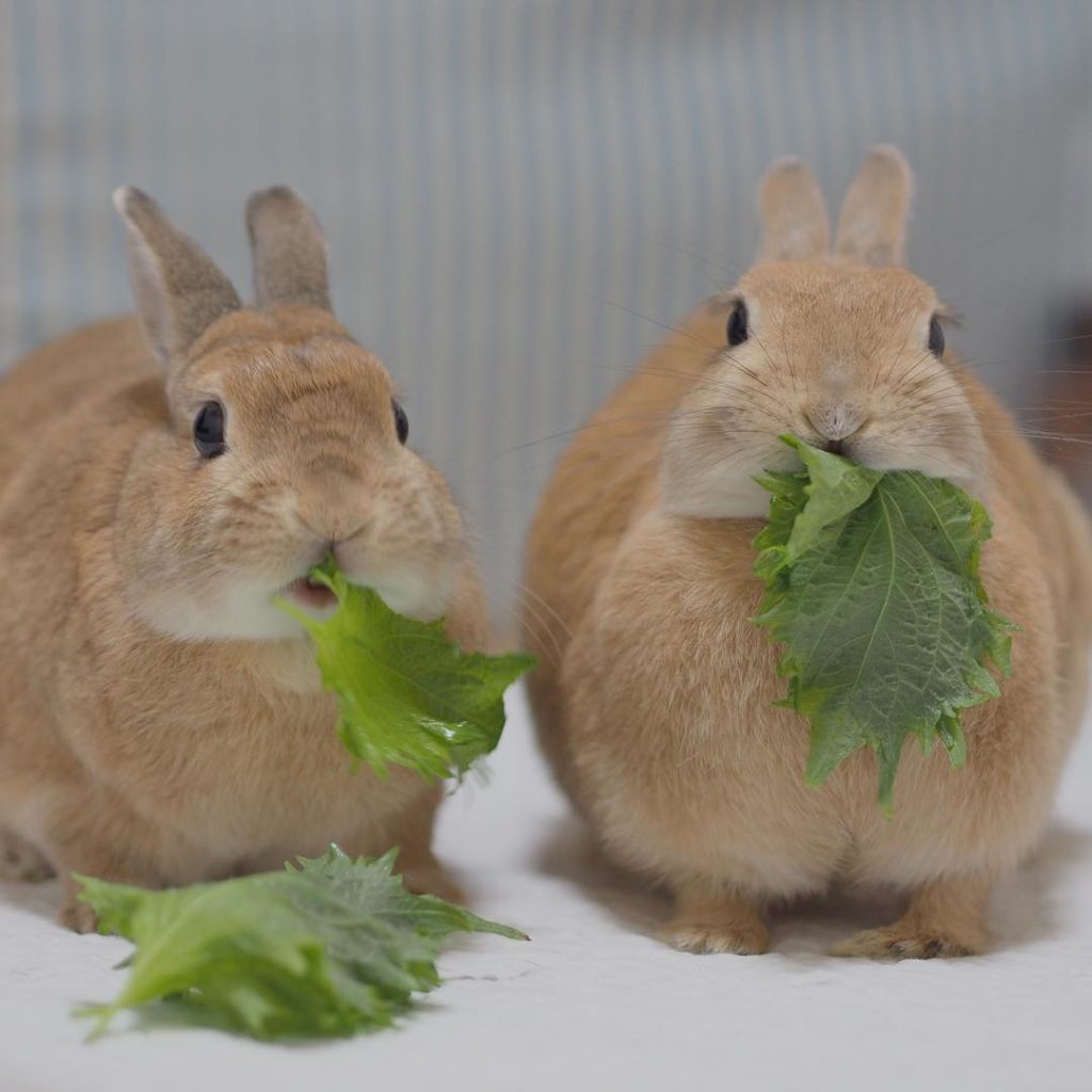 Pet Instagram accounts - @usausausa1201 bunnies