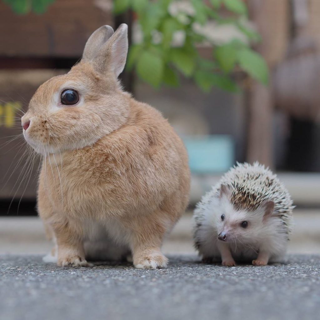 Pet Instagram accounts - @usausausa1201 bunny and hedgehog