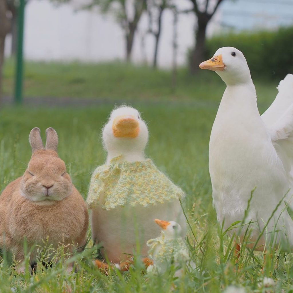 Pet Instagram accounts - @usausausa1201 bunny and duck