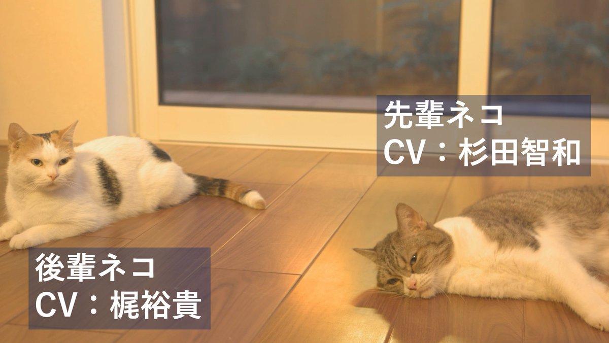 talking cats panasonic ad - senior and junior cat