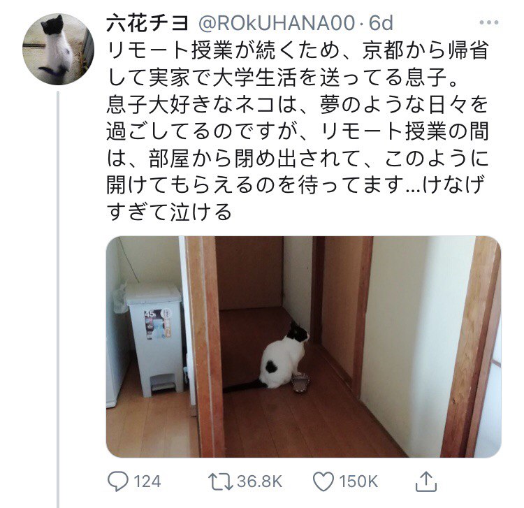 Japanese cat waits for owner - twitter screenshot