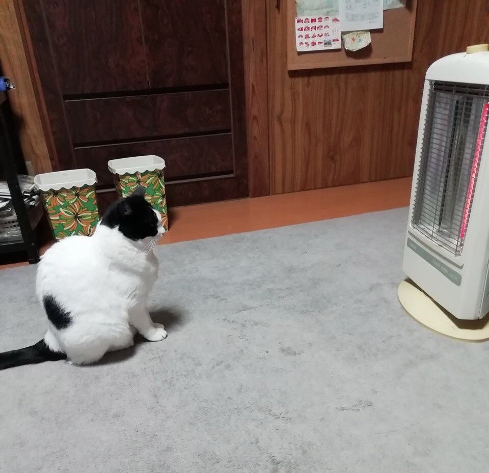 Japanese cat waits for owner - cat staring at heater