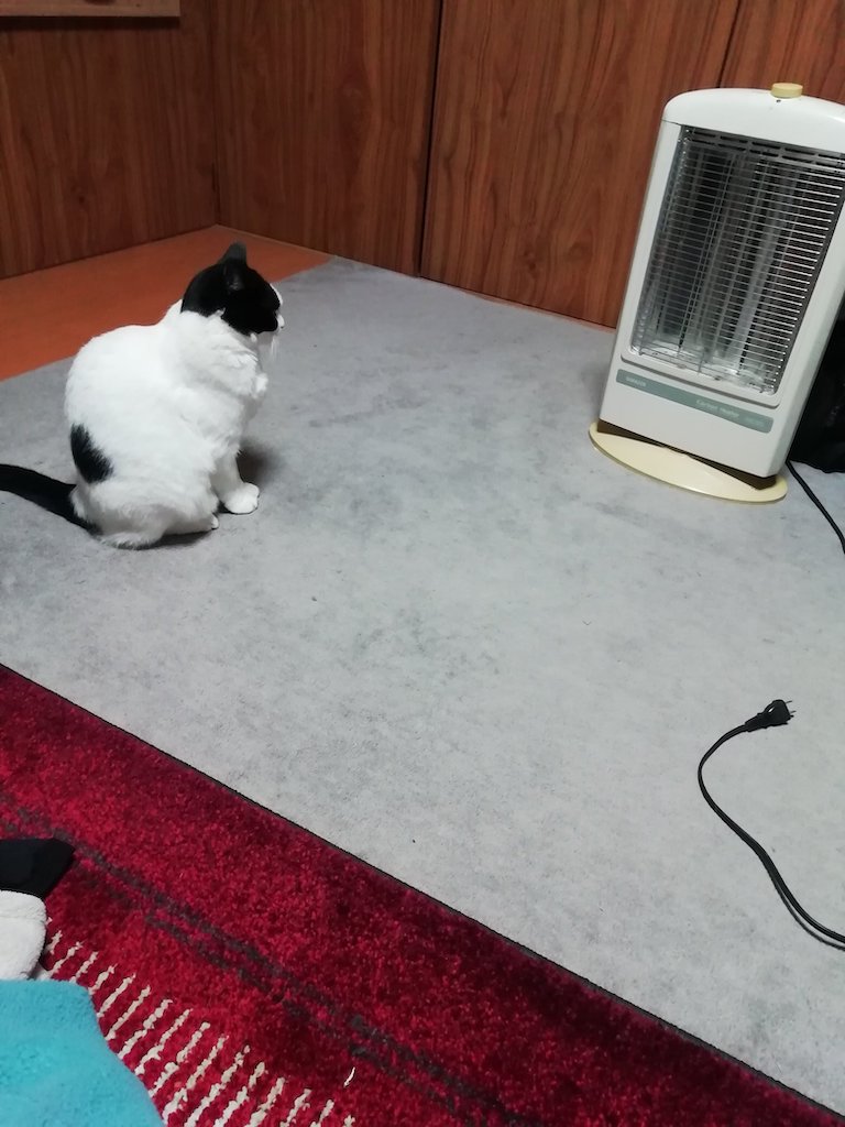 Japanese cat waits for owner - cat staring at heater