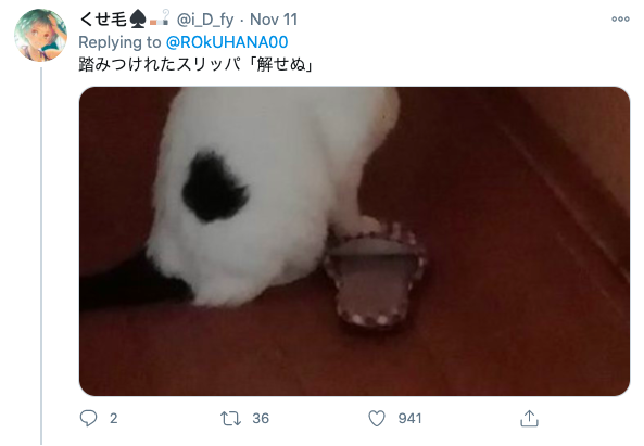 Japanese cat waits for owner - twitter screenshot