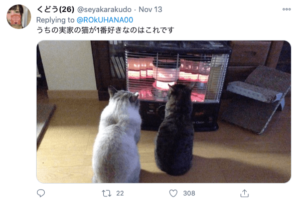 Japanese cat waits for owner - twitter screenshot