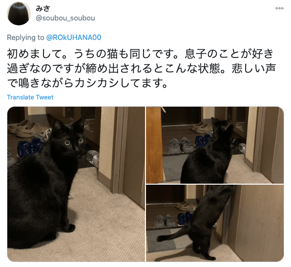 Japanese cat waits for owner - twitter screenshot