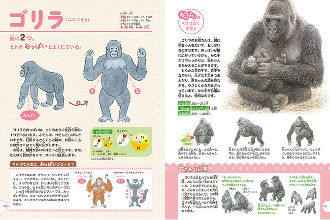 animal picture book breastfeeding - gorilla