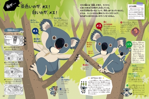 animal picture book breastfeeding - koala