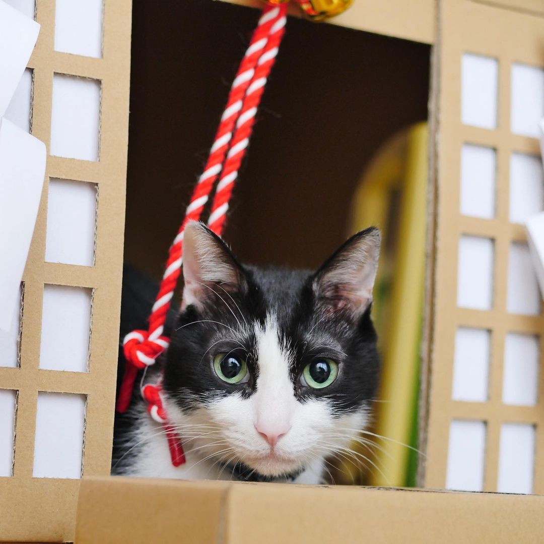 cardboard cat shrine - cat in shrine