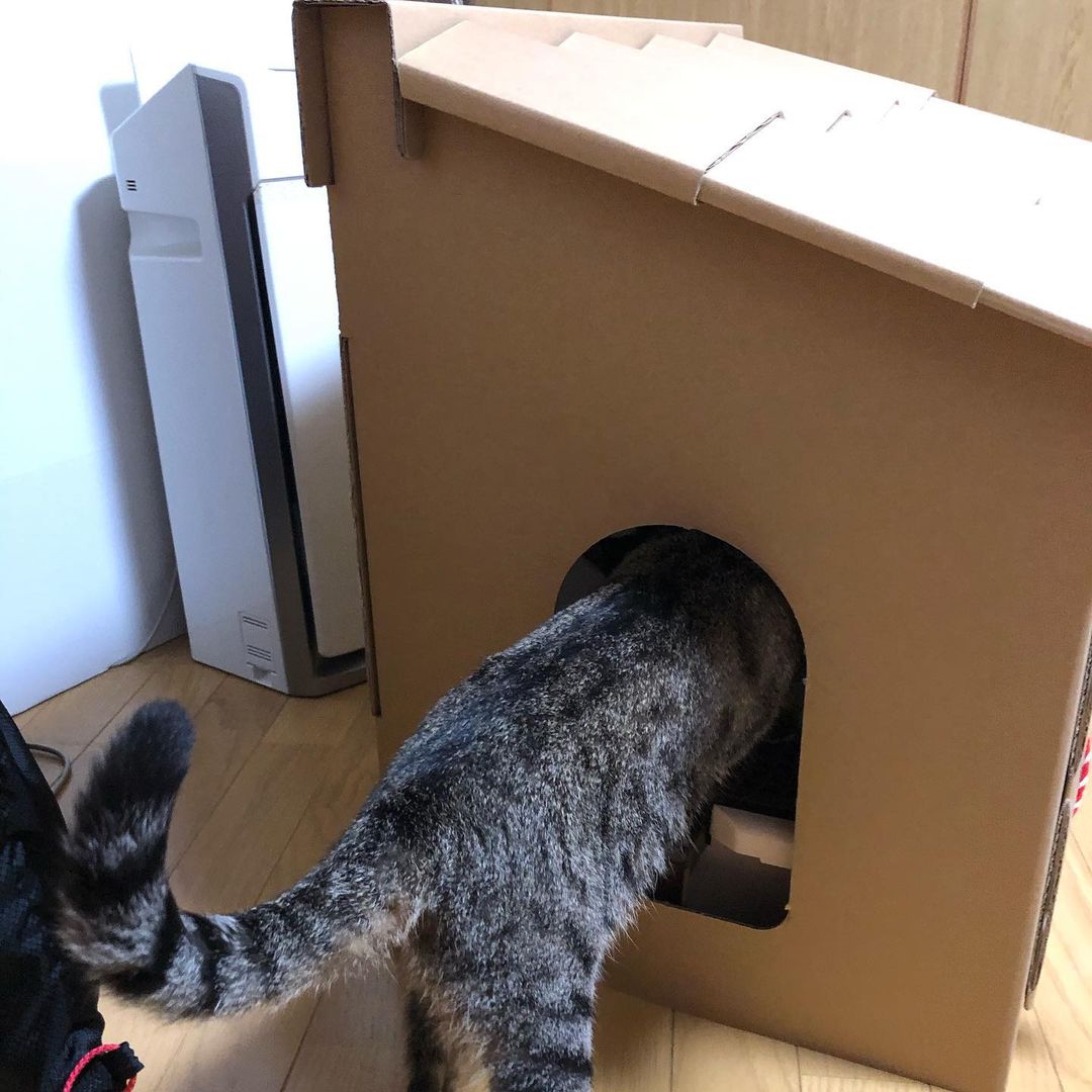 cardboard cat shrine - side opening