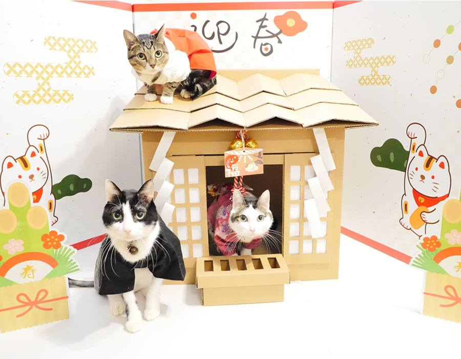 cardboard cat shrine - folding screen with cats