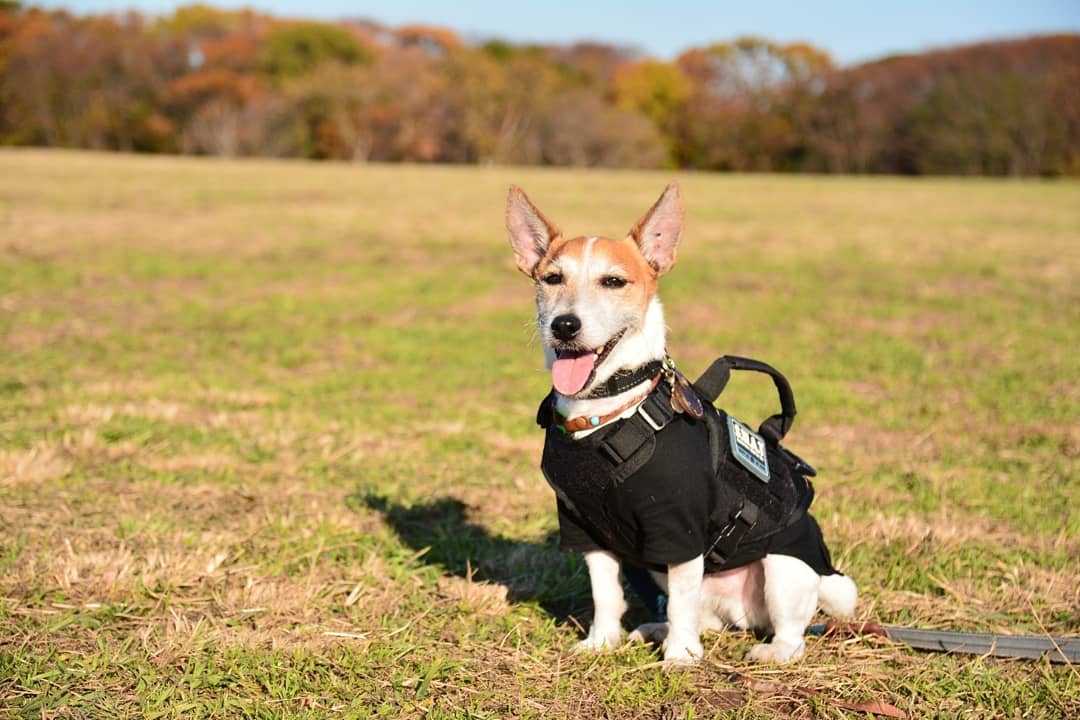 japanese autumn leaves - dog with leaves in background