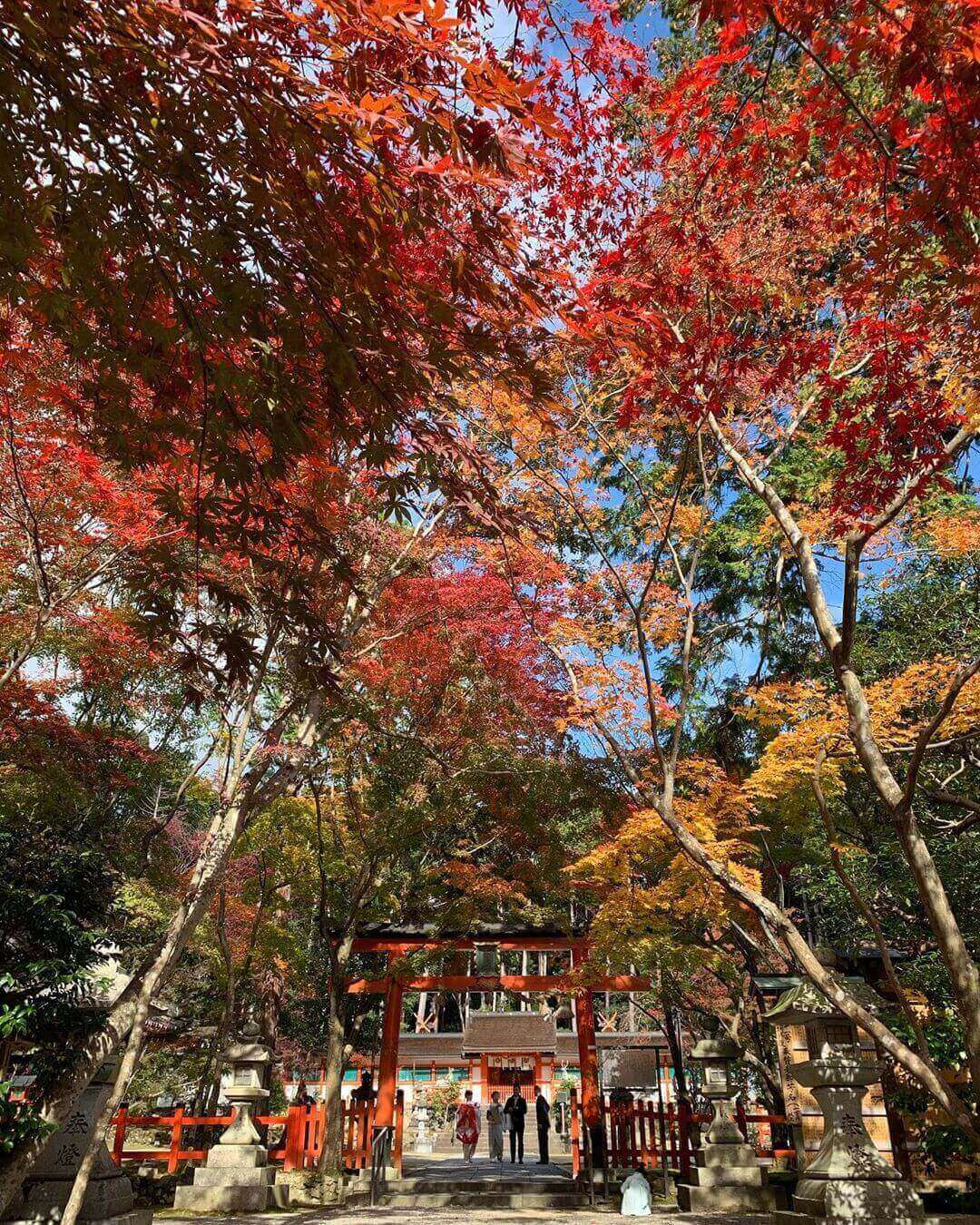 japanese autumn leaves - oharano shrine